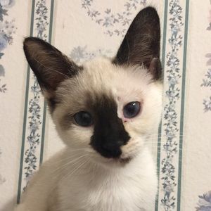 Meet your Posher, Oscar